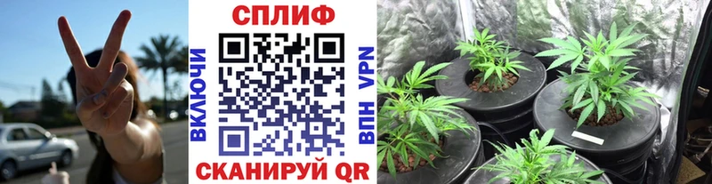 как найти закладки  Малая Вишера  Конопля конопля 